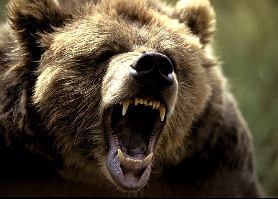 grizzly%20growl.jpg